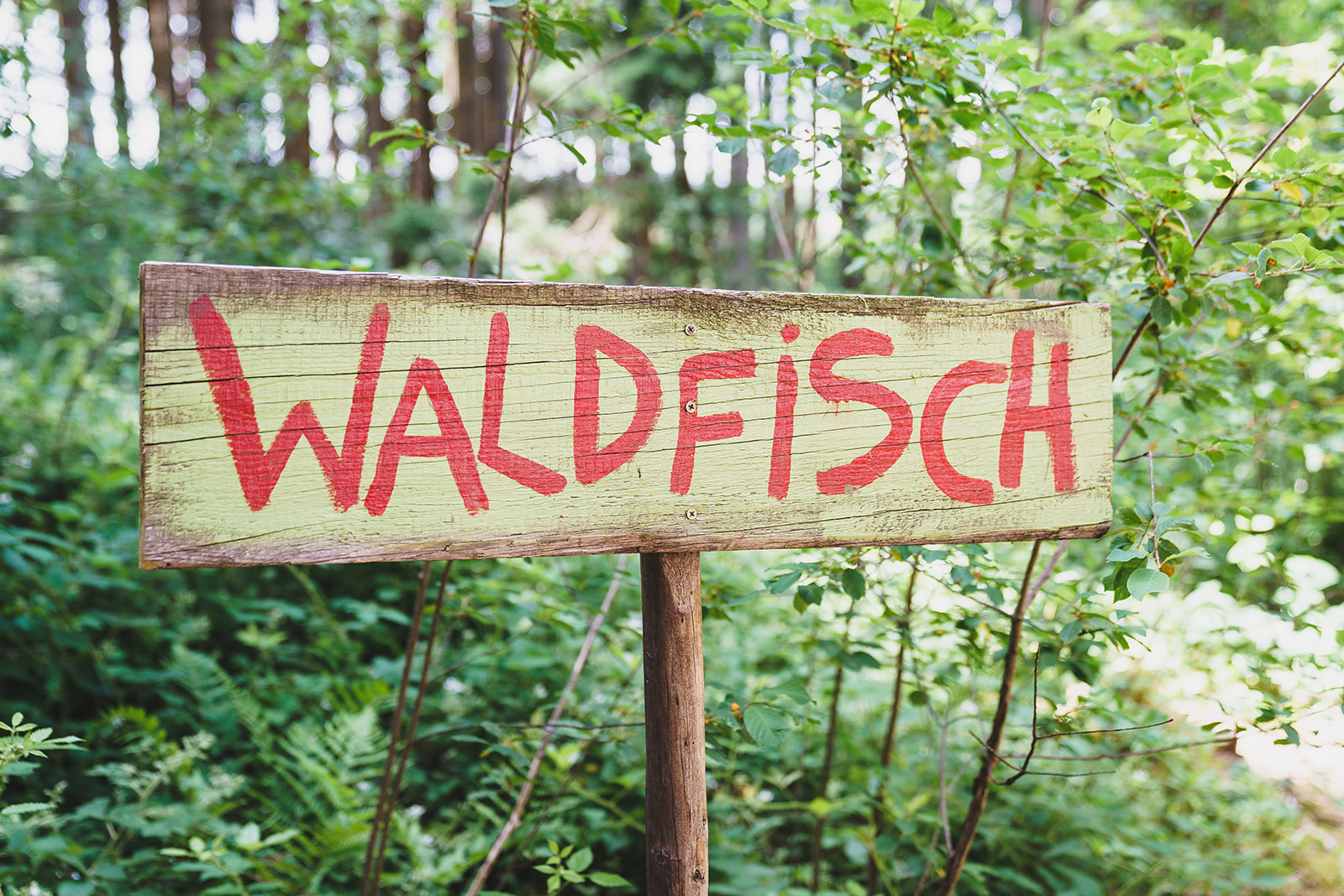Nahaufnahme aus dem Wald