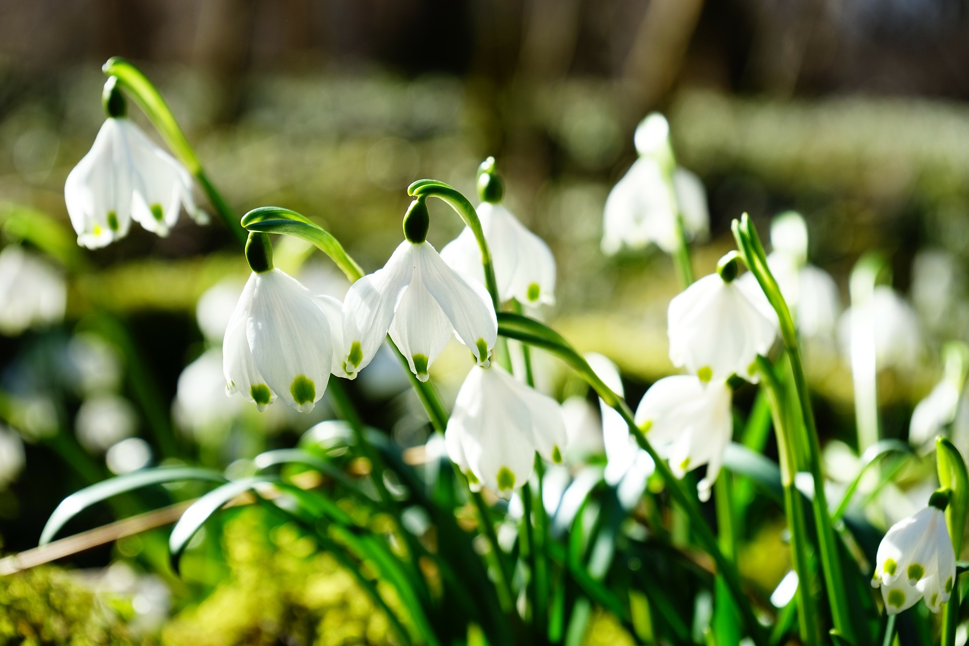 snowflake-275367_1920